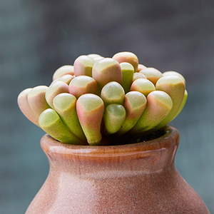 五十铃玉a多肉植物防辐射肉肉贵货稀有品种老桩室内桌面小盆栽包