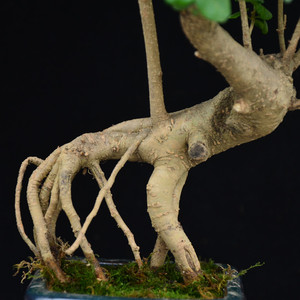 提根矮霸小叶女贞盆景老桩树桩桌面室内办公室小盆景耐寒一物一拍