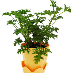 蝎子草花盆栽四季盆栽驱虫驱蚊卧室阳台绿植花苗避蚊草桌面摆件