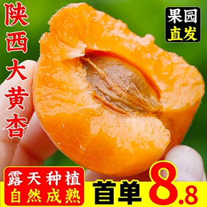现摘陕西大黄杏新鲜水果5斤甜杏子当季整箱包邮孕妇水果酸杏山杏