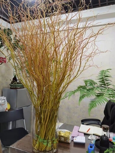 德国进口金龙柳大型水培植物室内枝条鲜切龙柳水养绿植长根花期长