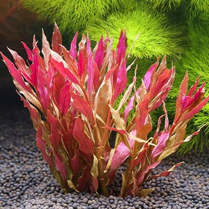 豹纹血心兰水下叶自养红色水草中后景荷兰景造景阳性水草a