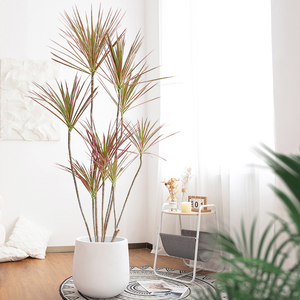 龙须树盆栽大老桩