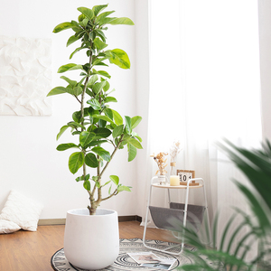 花叶橡皮树盆栽黄金榕北欧网红好养客厅观叶植物办公室内大型绿植