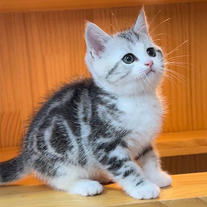 美短猫虎斑猫加白起司猫幼猫虎纹折耳猫纯种短腿美国短毛猫咪活物