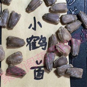 鹤首葫芦种子40-60cm天鹅油锤d葫芦瓠子勒扎瓜条大瓢葫芦籽莲花头