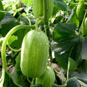 中科茂华蔬菜种子甜瓜菜瓜种子新八棱脆菜瓜种子大棚基地高产量