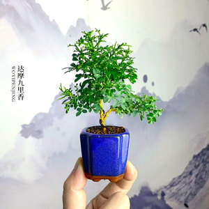 小叶达摩九里香盆景室内净化空气趣味观叶绿植四季常青礼品小植物