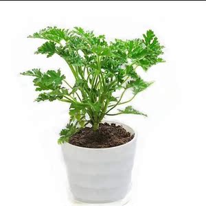 扒拉香花碰碰香盆栽植物带包邮大盆好含盆室内多肉驱蚊水培花盆锦