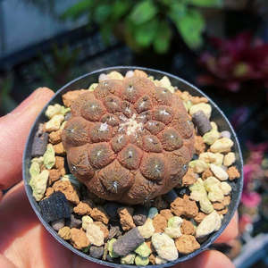 疣仙人无刺仙人球开花仙人掌办公室桌面防辐射小盆栽多肉植物大颗