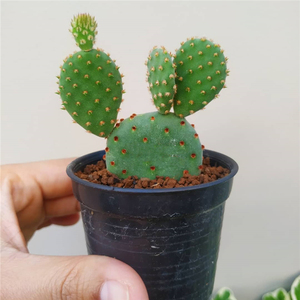 红太古仙人掌多肉植物开花仙人球办公室创意小盆栽电脑桌面防辐射