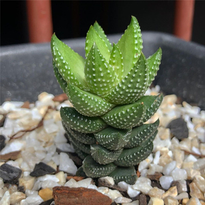 九轮塔硬叶十二卷多肉植物趣味芦荟易养新手组合绿植花卉