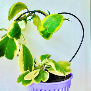 心叶球兰锦多肉植物趣味心型叶子一片心开花爬藤绿植观赏趣味盆栽