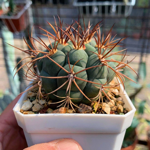 实生新天地仙人球组合套餐开花仙人掌多肉植物防辐射吸甲醛小盆栽