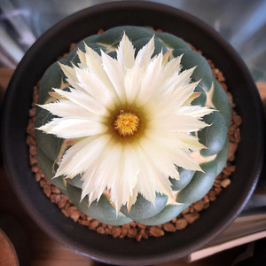 【变异仙人球】变异仙人球品牌,价格 - 阿里巴巴