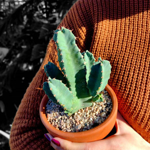 角麒麟大戟科多肉植物盆栽室内花卉开花黄色好养活仙人掌仙人球0人