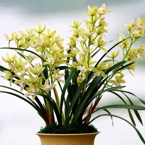 日本香兰香水兰  香兰兰花 新手也能养爆盆 根系发达盆栽漂亮