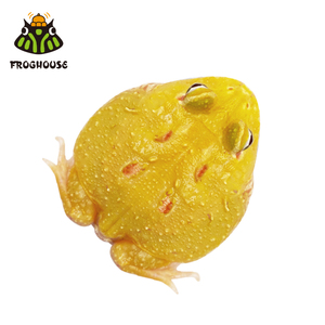 皮卡丘角蛙桌面宠物活体活物爬宠两栖宠物蛙招财蛙精品皮卡