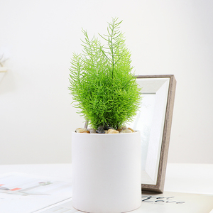绒松盆栽室内办公室四季长青净化空气办公桌绿植植物盆景包邮嘻嘻
