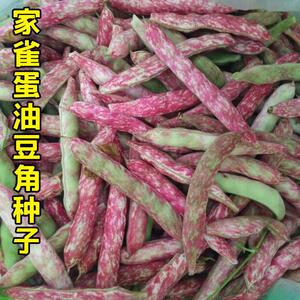 家雀种蛋豆角子东北油豆种籽面豆豆鼓46298角无筋农家田种园蔬菜