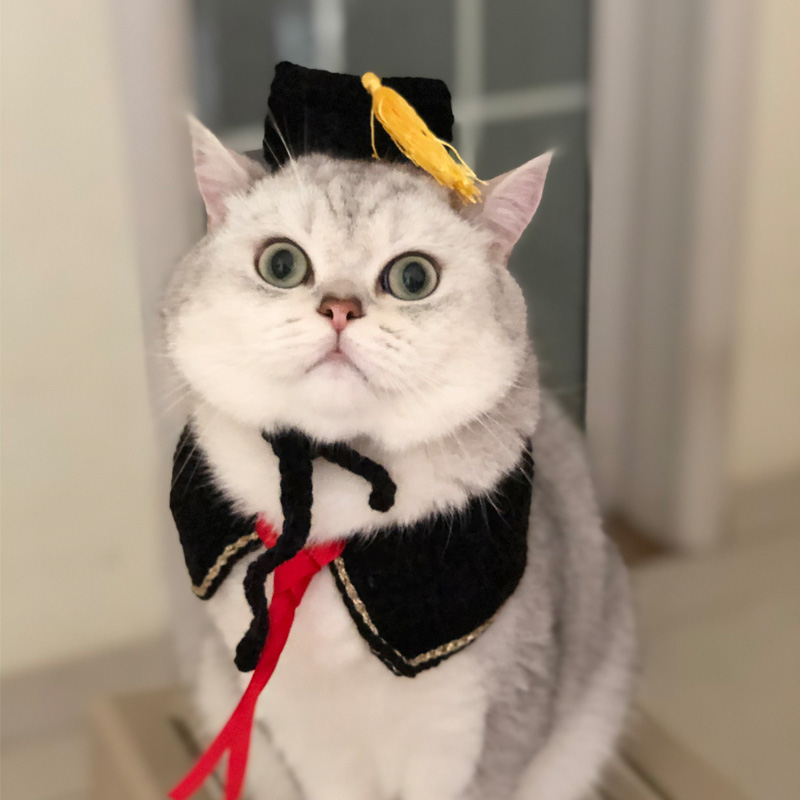 201人付款淘宝公仔毕业袍学士服博士帽多拉a梦小叮当机器猫玩偶幼稚园