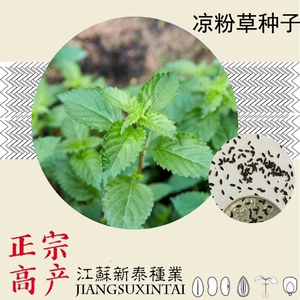 凉粉草种籽 仙人草  凉粉草种子 仙草种子 仙人冻种子 烧仙草籽凉