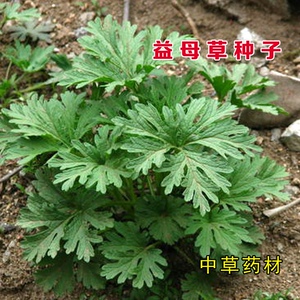 正品益母草种子 阳台四季盆栽蔬菜种籽孑 野生野菜食用籽种中药材