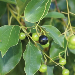 新采香樟种子大叶香樟小叶香樟籽樟树种子四季青树种绿化行道