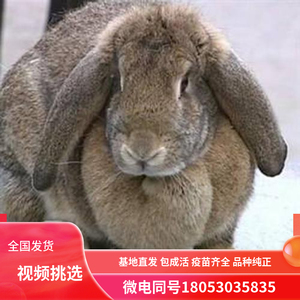 纯种公羊兔种兔活体大型肉兔活物白色公羊兔垂耳兔怀孕种兔成年兔
