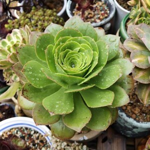 新品艳姿燕一法师 莲花q掌属生多肉植物多头群 老桩 姿图一物一拍