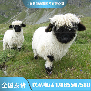 宠物羊纯种瓦莱黑鼻羊宠物羊羔羊可爱呆萌网红羊黑脸羊活物养殖