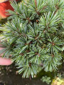 日本瑞光五针松杨梅大阪松非旭龙九重雪月花那须娘瑞祥绿植花卉