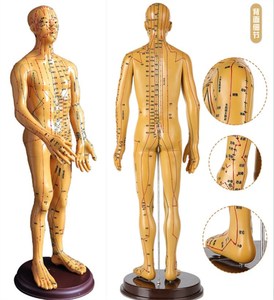 中医针灸体人模