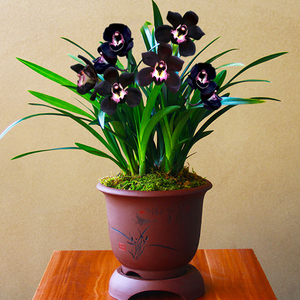 阳光款平口四方 宋梅 刘梅 老朵云室内兰花o喵小新14386