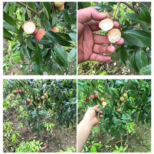 冰荔荔枝树苗荔枝王苗嫁接果树苗挂绿无核桂味妃子笑南方四季种植