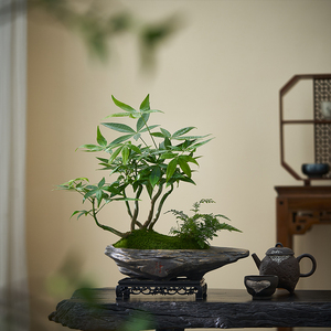 五福发财树盆栽室内桌面造型盆景招财植物办公室茶几耐阴好养绿植
