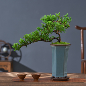 真柏盆景悬崖临水造型植物桌面玄关四季常青绿植耐寒好养老桩盆栽