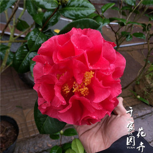 000人付款淘宝帕克斯先生c大苹果茶花盆栽树苗巨阳花朵花卉绿植型台