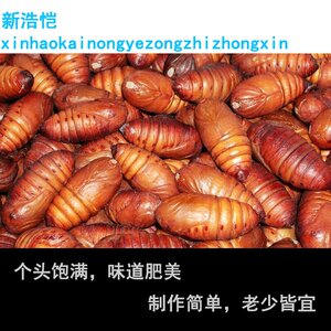 新鲜特产蚕黄金地瓜红薯松核桃蛹子山东食用美味速冻生肉包邮包邮