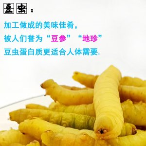 新鲜嫩大黄活体冷冻干豆虫参地珍高蛋白面包柞木山东野生昆虫包邮