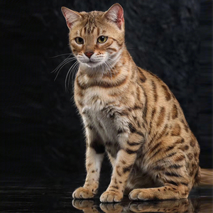 纯种孟加拉豹猫幼猫雪豹幼崽银豹宠物猫玩具虎活体家养双血统猫舍