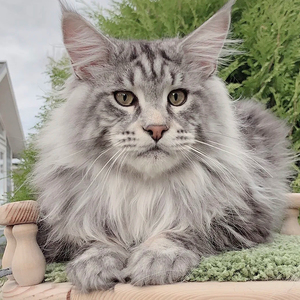 缅因猫幼猫纯种巨型大体异瞳活体银虎斑幼崽长毛猫西伯利亚森林猫