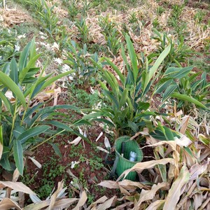 49元/丛(即6l株) 砂仁 5年树苗  豆蔻 连环砂仁 一年开花