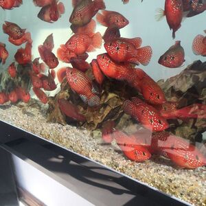 红宝石鱼湛蓝宝石球体鱼血钻公母一对种鱼三湖慈鲷热带淡水观赏鱼