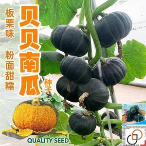高产绿贝贝南瓜种子日本板栗小南瓜新品种甜面香糯春秋播蔬菜种子