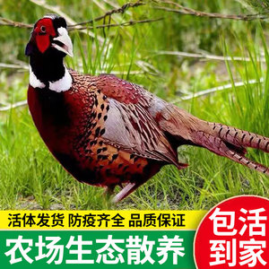 【山鸡活体母鸡一只】七彩山61斤6.1重养散外野鸡