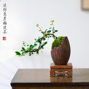 迷你悬崖福建茶苔藓紫砂盆景阳台观叶窗台办公桌茶面中式禅意盆.