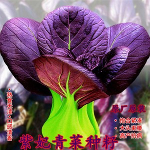 紫色青菜种籽紫油菜种春秋冬季苏州庭院阳台青菜种籽四季蔬菜种孑