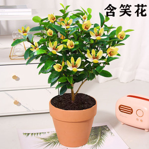 含笑花苗室内盆栽花卉绿植物庭院阳台四季常青植物盆景开花小英雄
