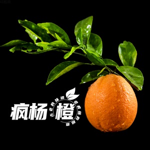 老疯杨四川西充疯杨橙新鲜水果当季农产品狗粪橙子16个包邮